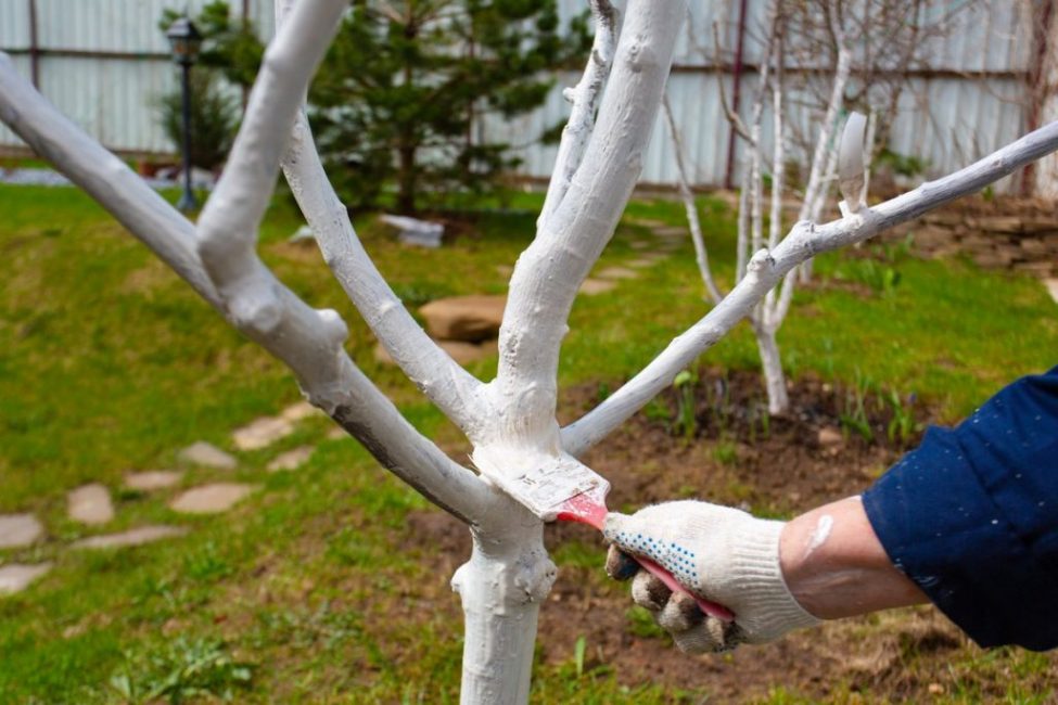 Le blanchiment à la chaux protège l'arbre des attaques de ravageurs ou d'agents pathogènes.