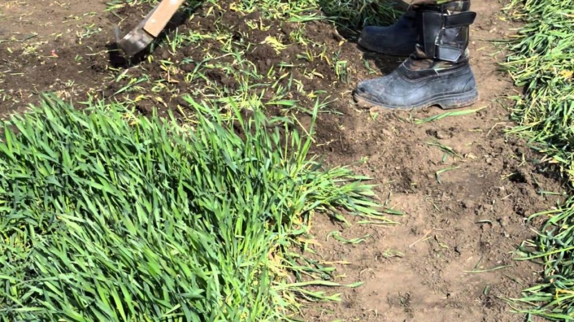 Le seigle est l'un des engrais verts les plus populaires