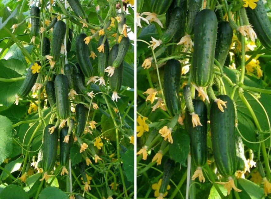 Les hybrides parthénocarpiques n'ont pas besoin de pollinisation.