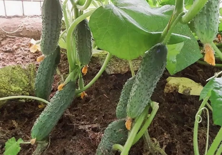 Les hybrides d'extérieur nécessitent une couverture de film temporaire