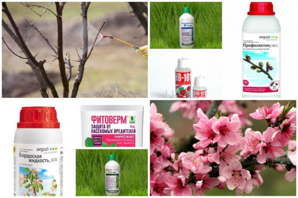 Préparations modernes et classiques pour la protection du jardin