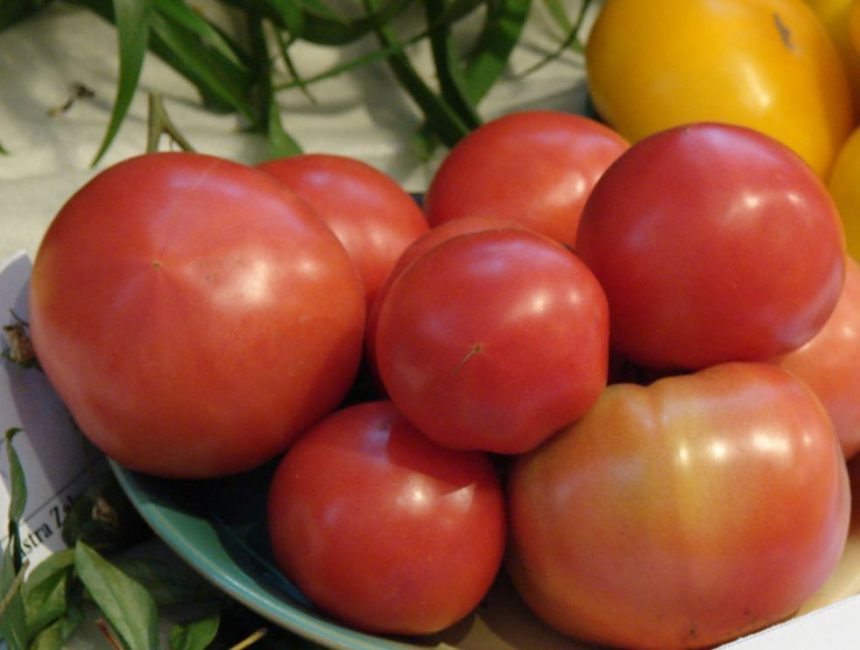 Cœur de Lion (Coeur de Lion)