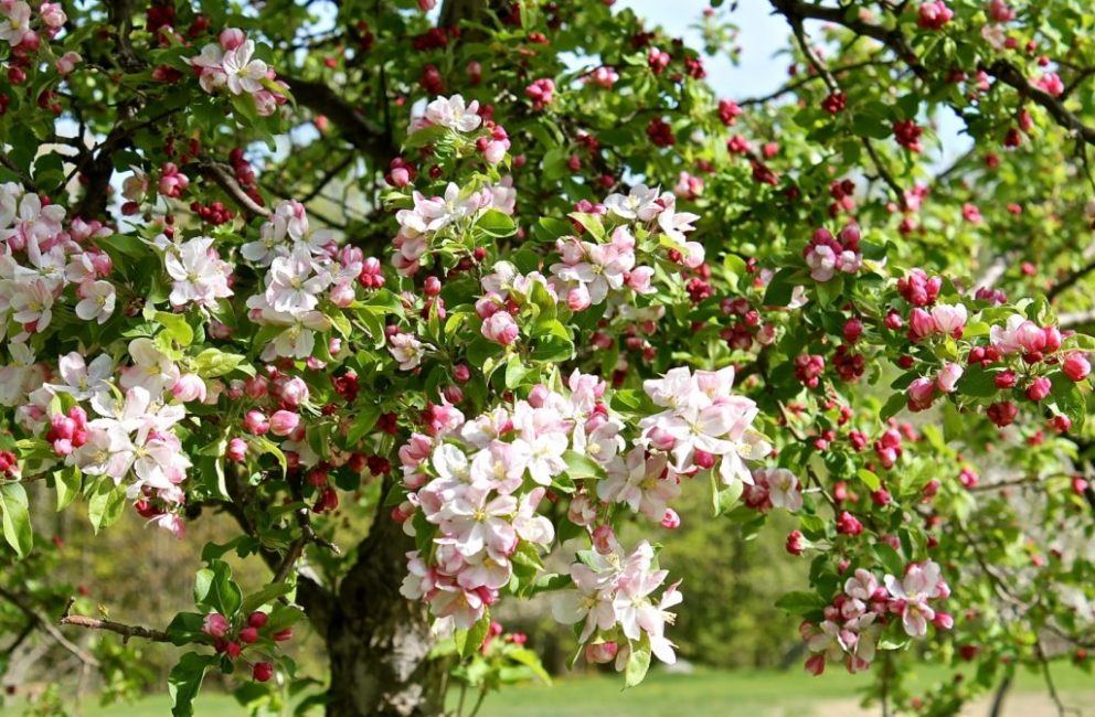 Pendant la période de floraison, pour les boutons de rose, le traitement du jardin est interdit