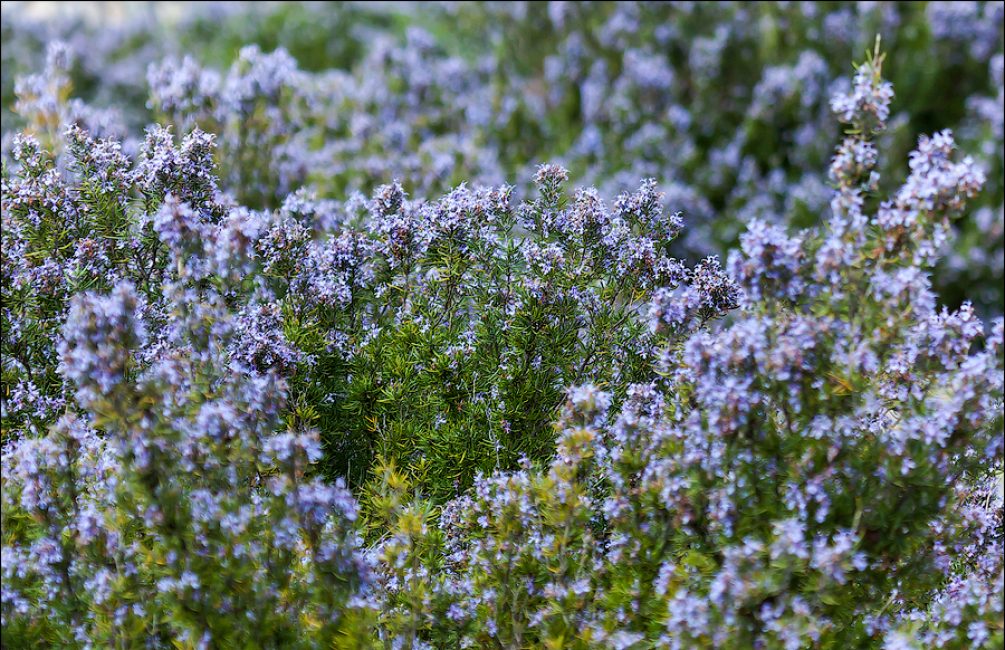 Voici à quoi ressemblent les buissons de romarin bien entretenus quand ils fleurissent