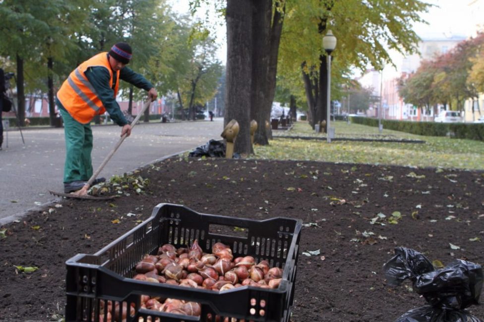 Il est important de choisir un endroit approprié et de préparer le terrain