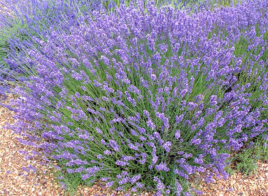 Lavande anglaise angustifolia