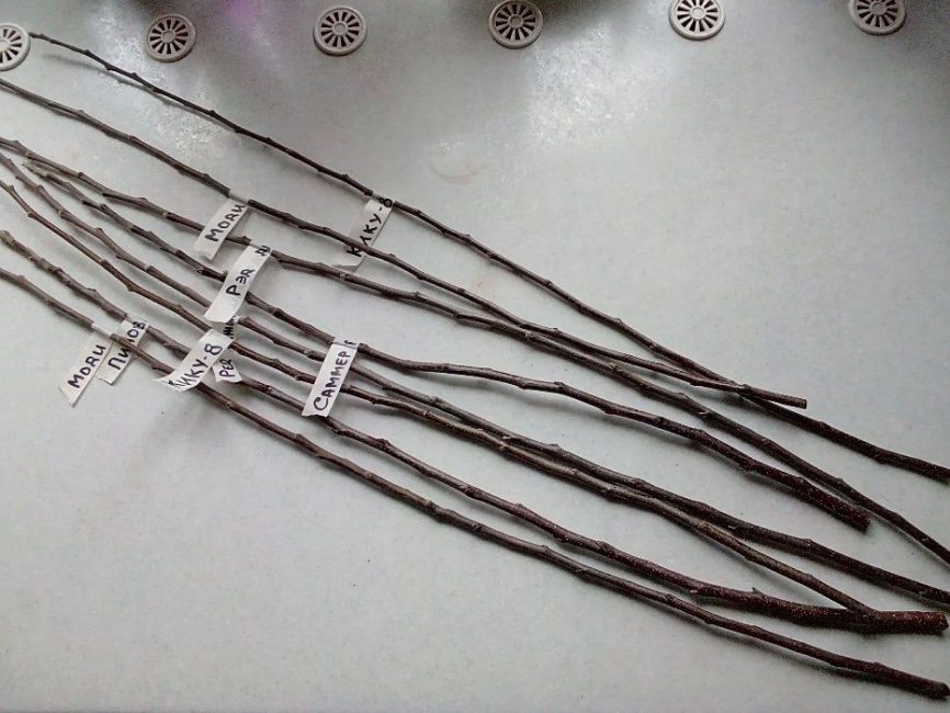 Vue typique des boutures destinées au greffage