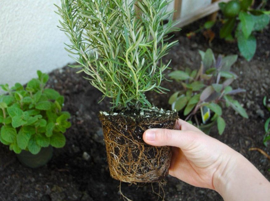 La plante a besoin d'un sol frais et d'un pot plus grand