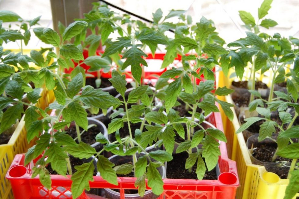 Les tomates aiment les têtes sèches et les pieds mouillés.