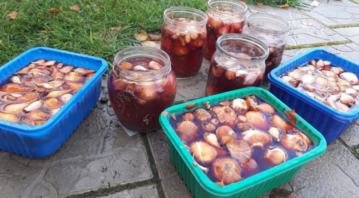 Désinfection des bulbes avant la plantation