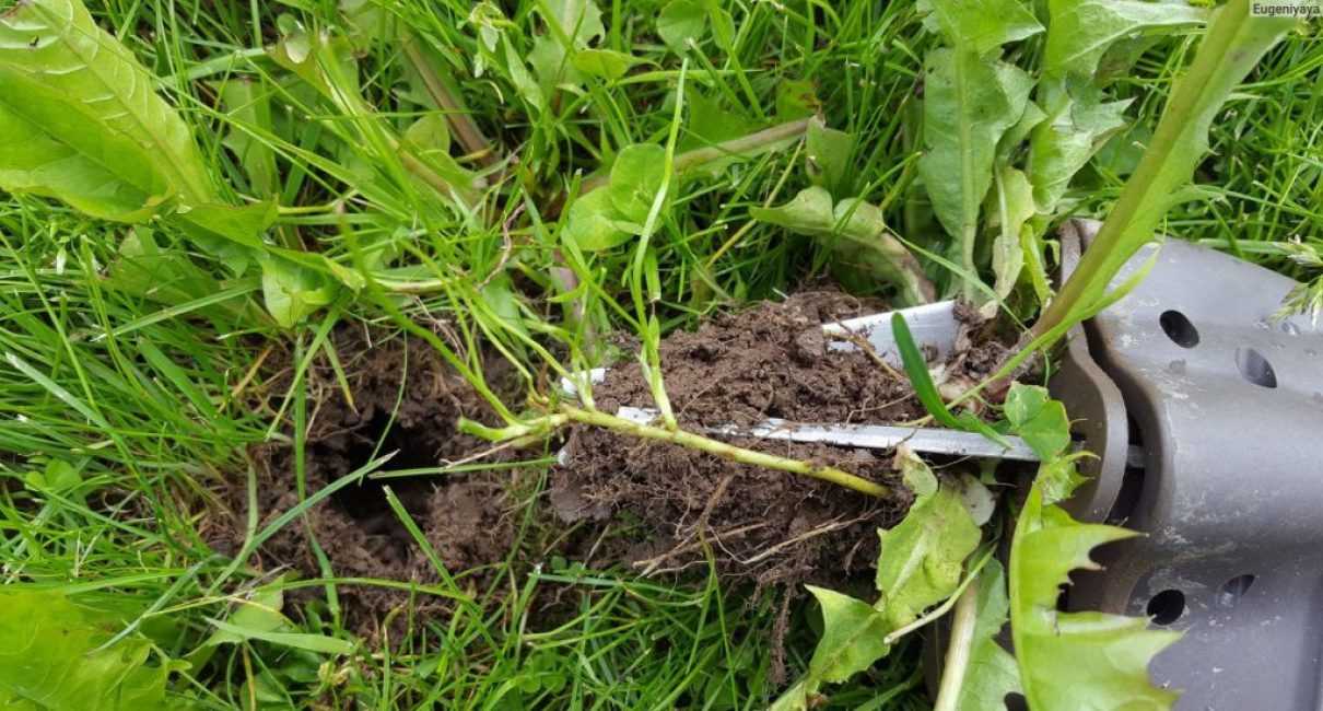 À l'aide d'un extracteur de racines, chaque instance individuelle de la mauvaise herbe est supprimée.