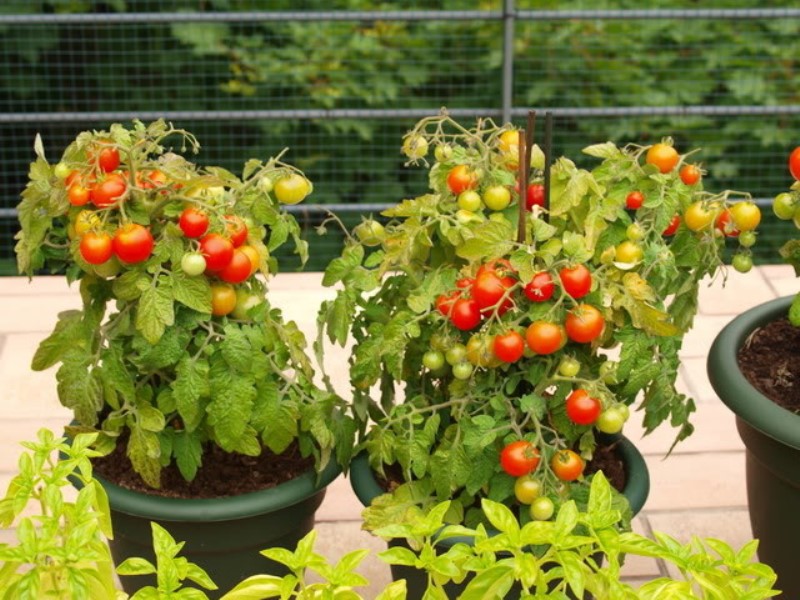 Cultiver des tomates ampeleuses dans une culture en pot