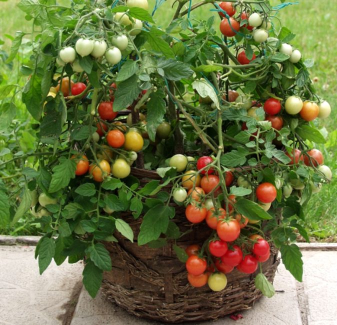 En tant que conteneurs pour tomates ampelées, vous pouvez utiliser des pots et des paniers décoratifs.