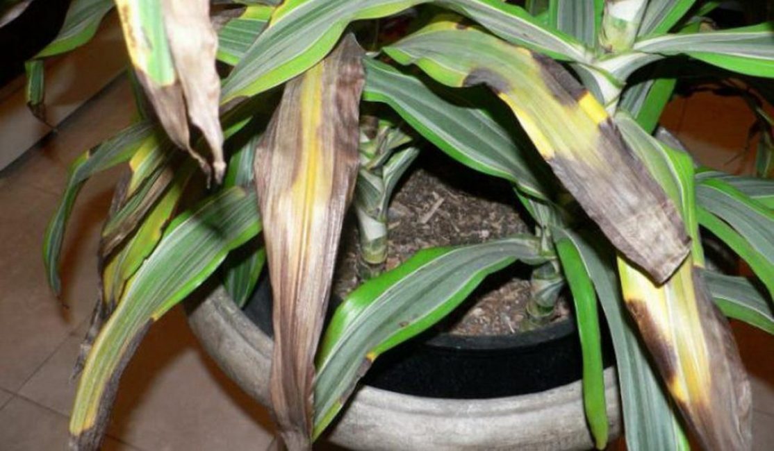 Torsion et chute des feuilles de dracaena à cause d'une humidité excessive