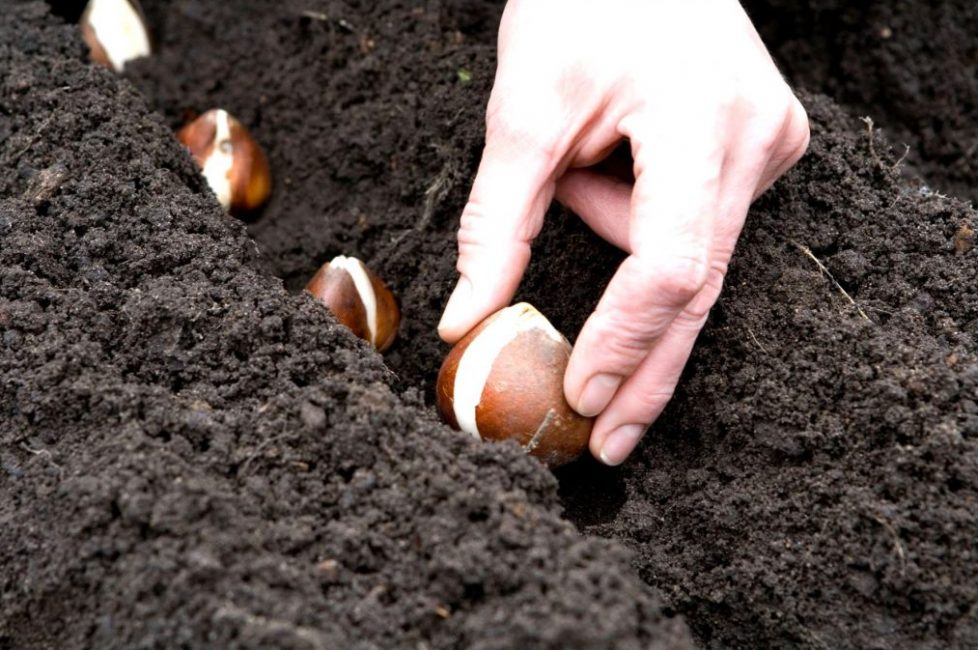 Option de siège traditionnel