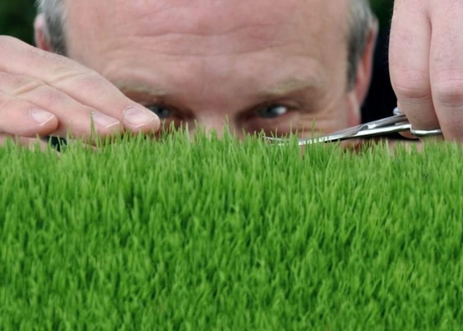 Les pelouses doivent être tondues régulièrement pour éviter d'endommager les plantes.