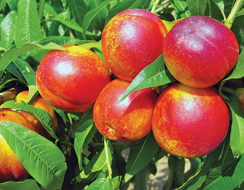  La principale différence est la teneur importante en nectar naturel, vitamine C