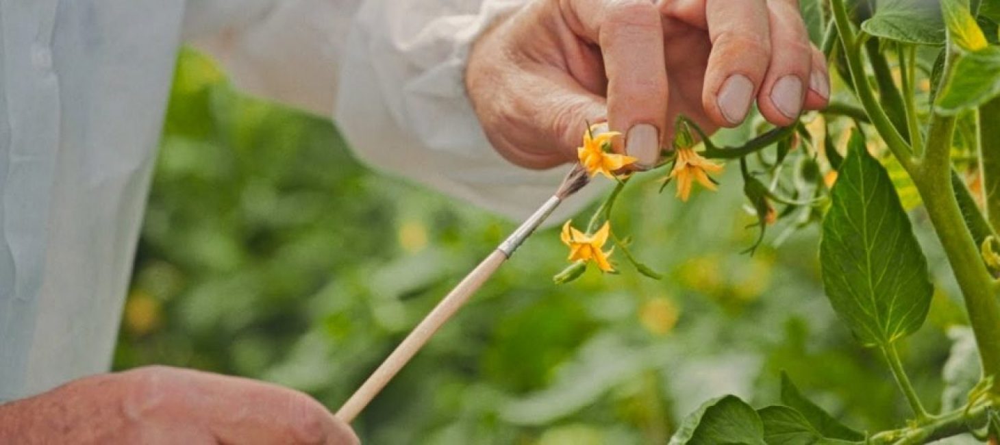 Pollinisation artificielle des fleurs de tomates
