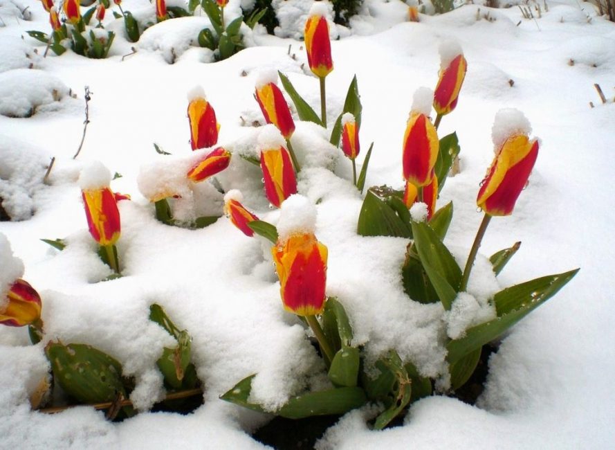 Les plantes plantées en temps opportun fleurissent au bon moment.La période de floraison dépend de la variété.