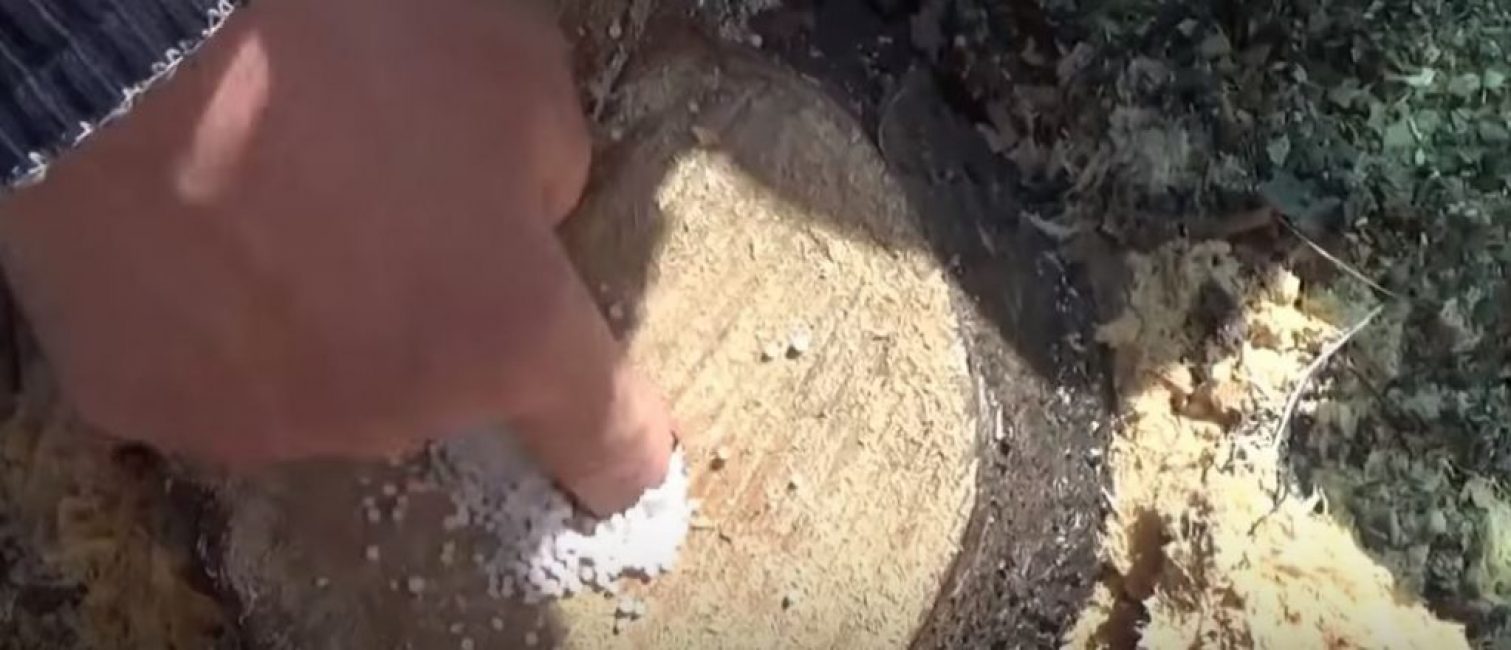 Un peu de salpêtre tassé avec le doigt