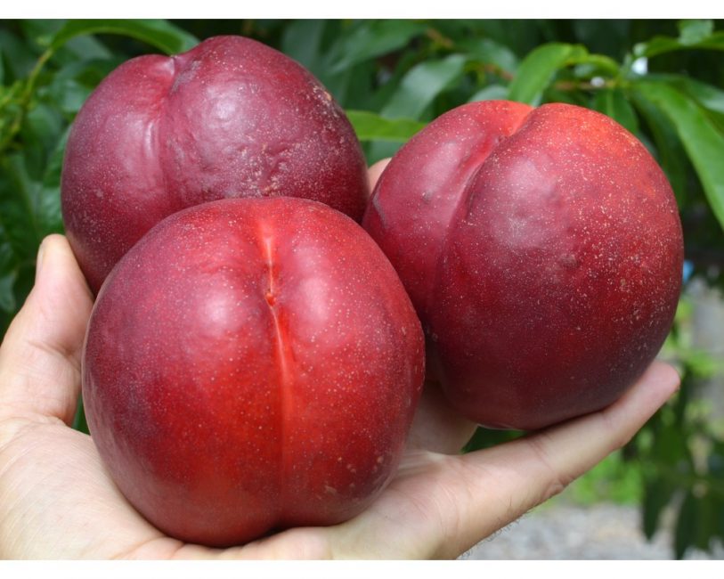 Chapiteau nectarine