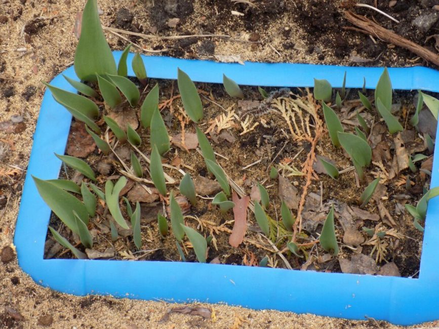 Une option consiste à planter des tulipes dans des récipients en plastique.