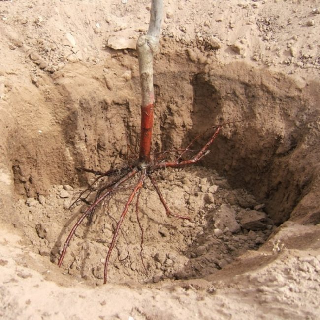 L'emplacement du semis du pommier dans la fosse lors de la plantation