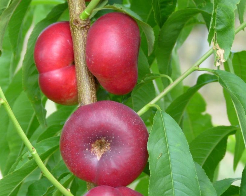 Beignet aux nectarines