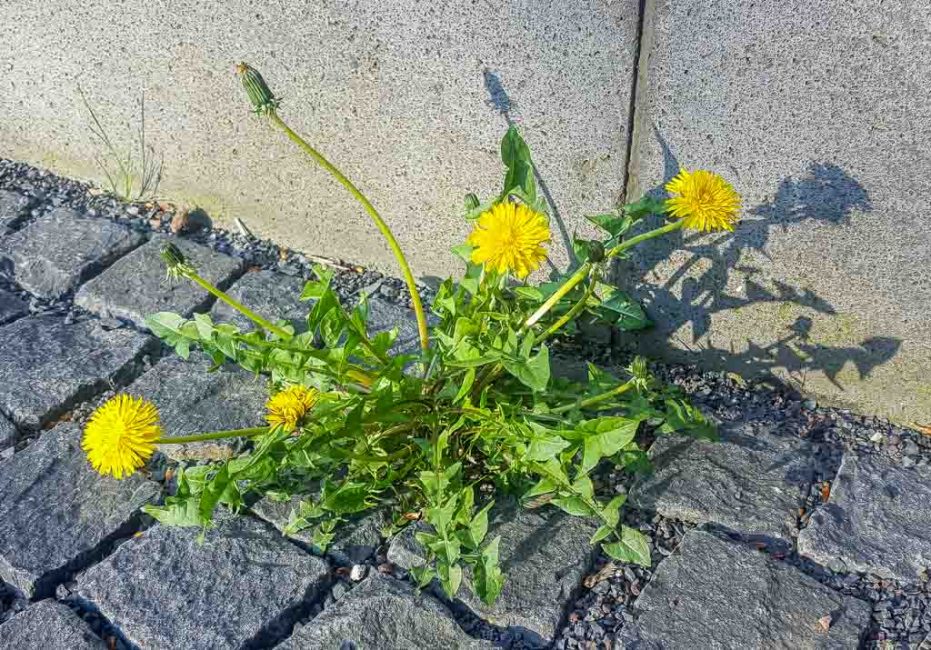 Plante cosmopolite sans prétention aux conditions de croissance