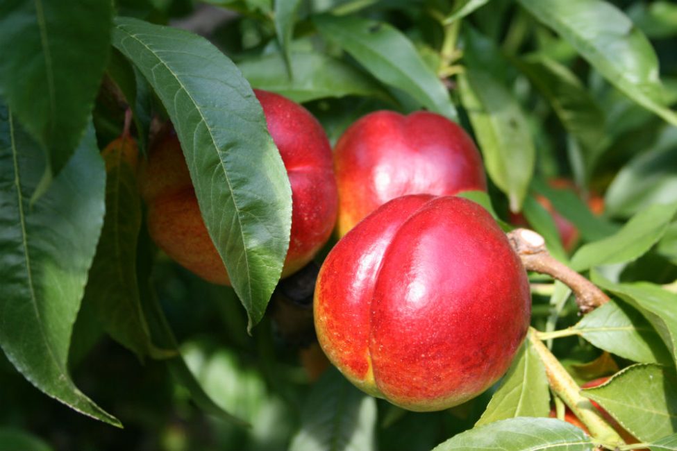 nectarine rubis