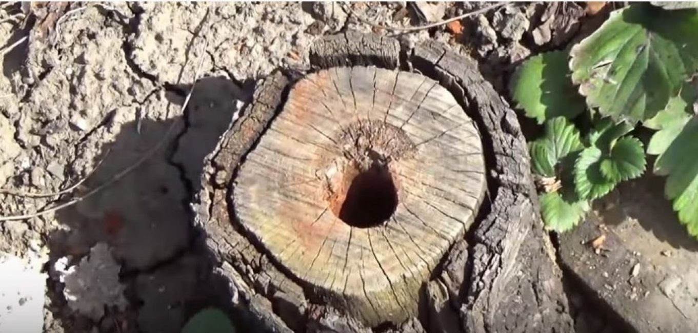 Après la période spécifiée, nous obtenons une souche sans vie