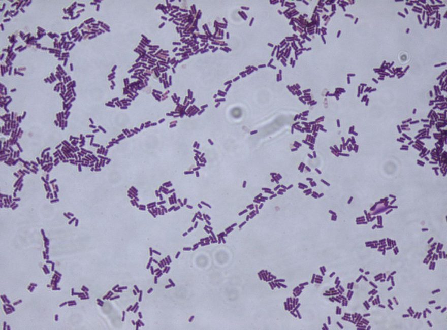 Bacillus subtilis