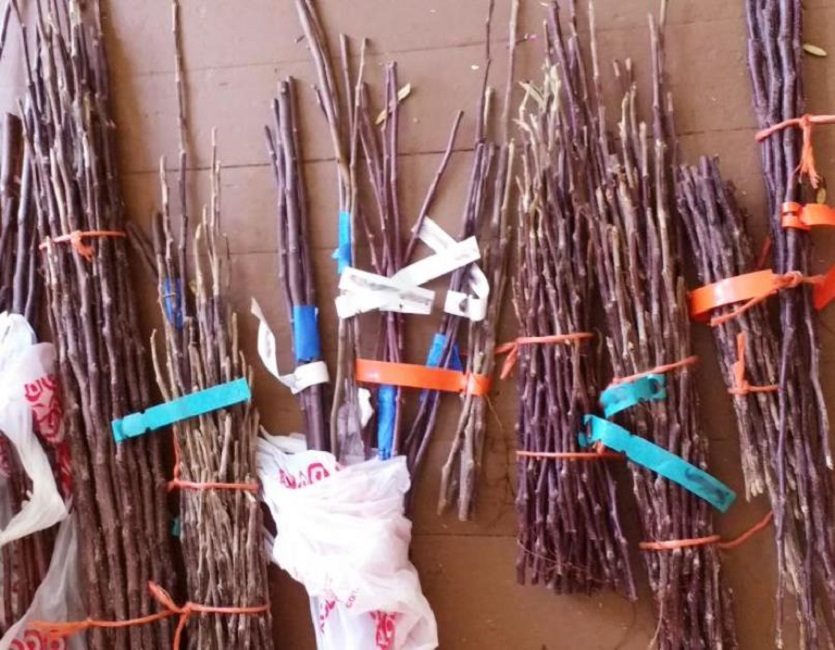 Les étiquettes sur les boutures aideront à ne pas se confondre avec le type et la variété de la plante