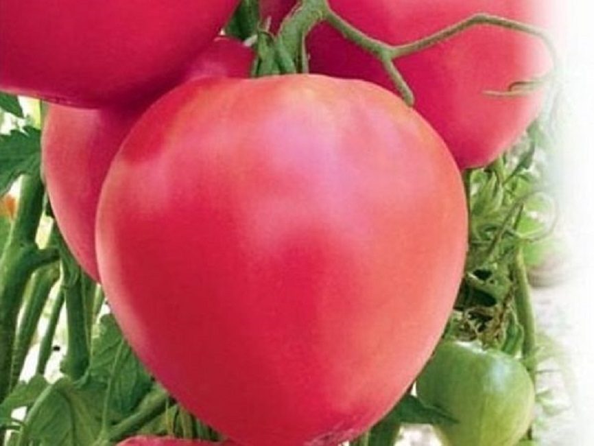 coeur de taureau rose