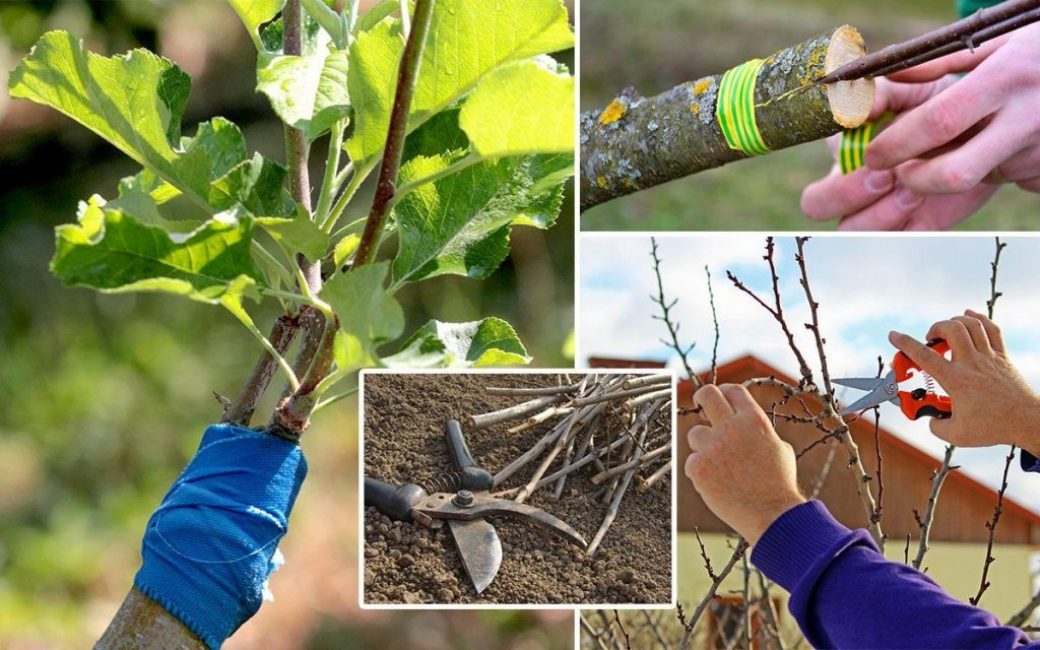 Boutures pour greffe de printemps