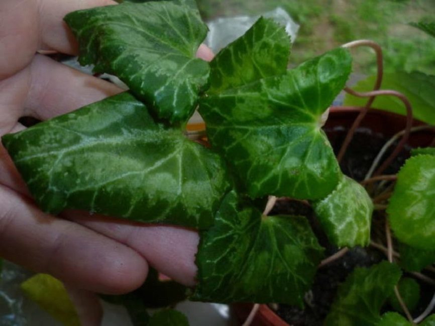 Déformation des feuilles de cyclamen due à une mauvaise alimentation