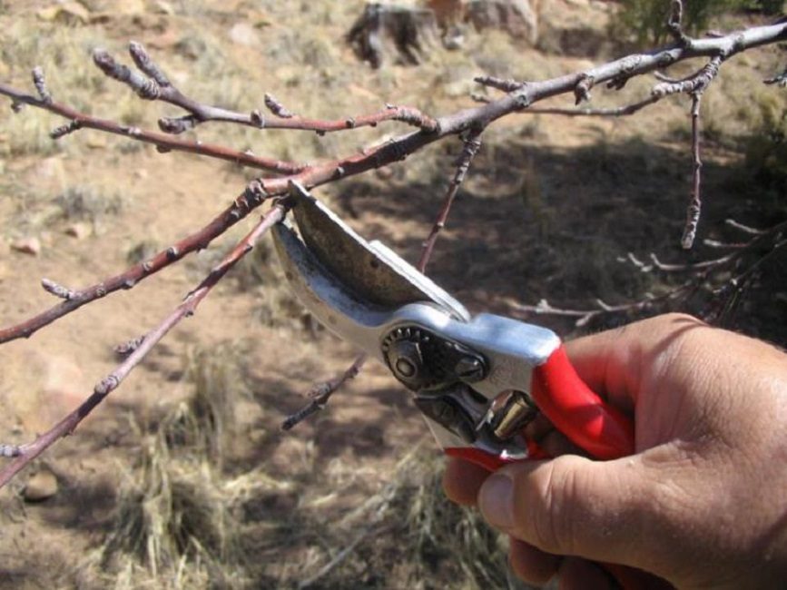 Pour la formation de boutures, des pousses annuelles doivent être utilisées.