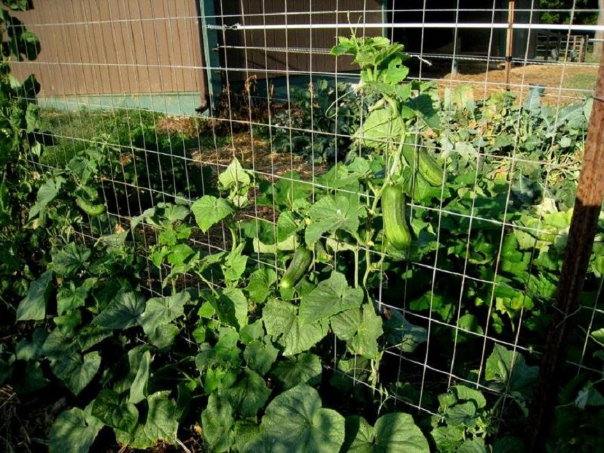 Pour ce type de verdure, vous aurez besoin d'un treillis.