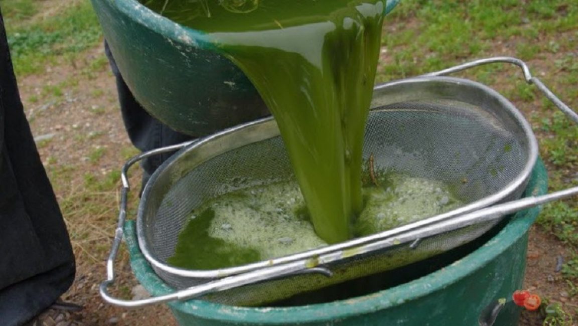 Filtrer l'infusion obtenue à partir d'orties avec un tamis fin