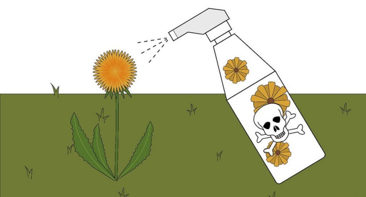 Les herbicides sont également utilisés pour les pissenlits