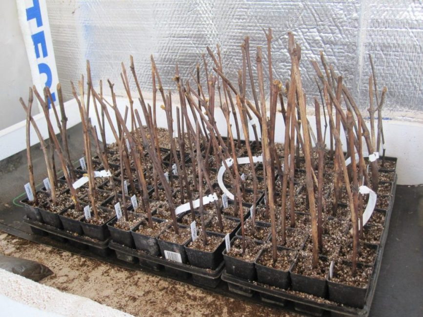 Stockage des boutures