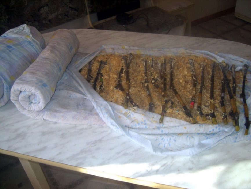 Stockage des boutures dans la sciure