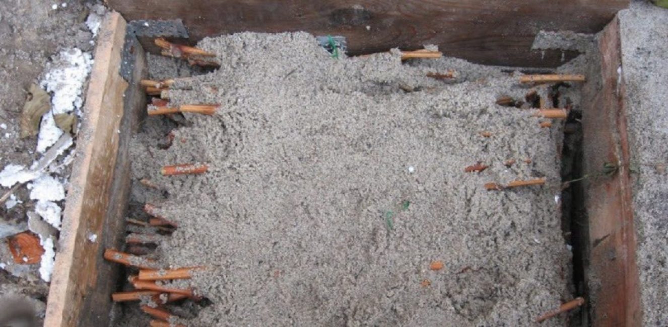 Stockage des boutures dans le substrat en cave