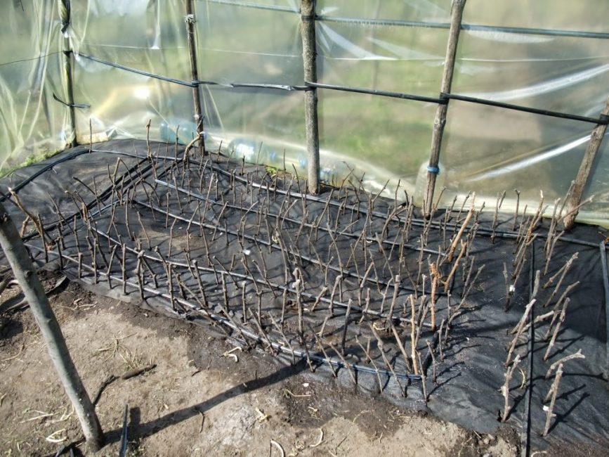 Stockage des boutures