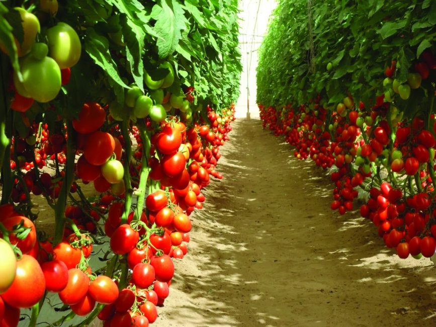 Variétés indéterminées de tomates