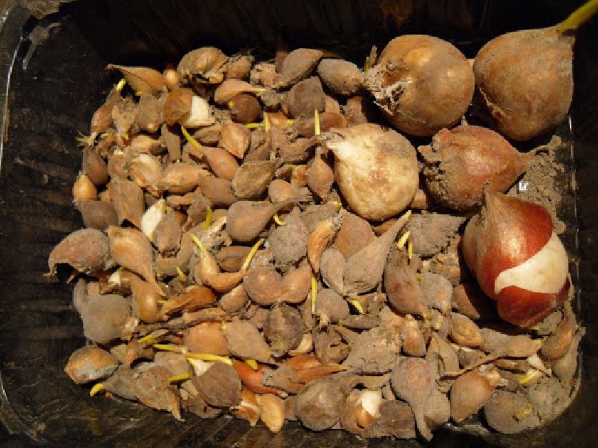 Comment conserver les tulipes en hiver