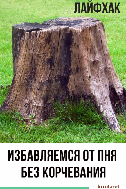 Comment se débarrasser d'une souche sans l'arracher