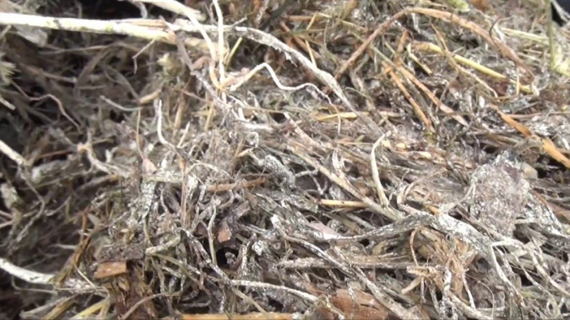 À quoi ressemble un bâton de foin sur l'herbe