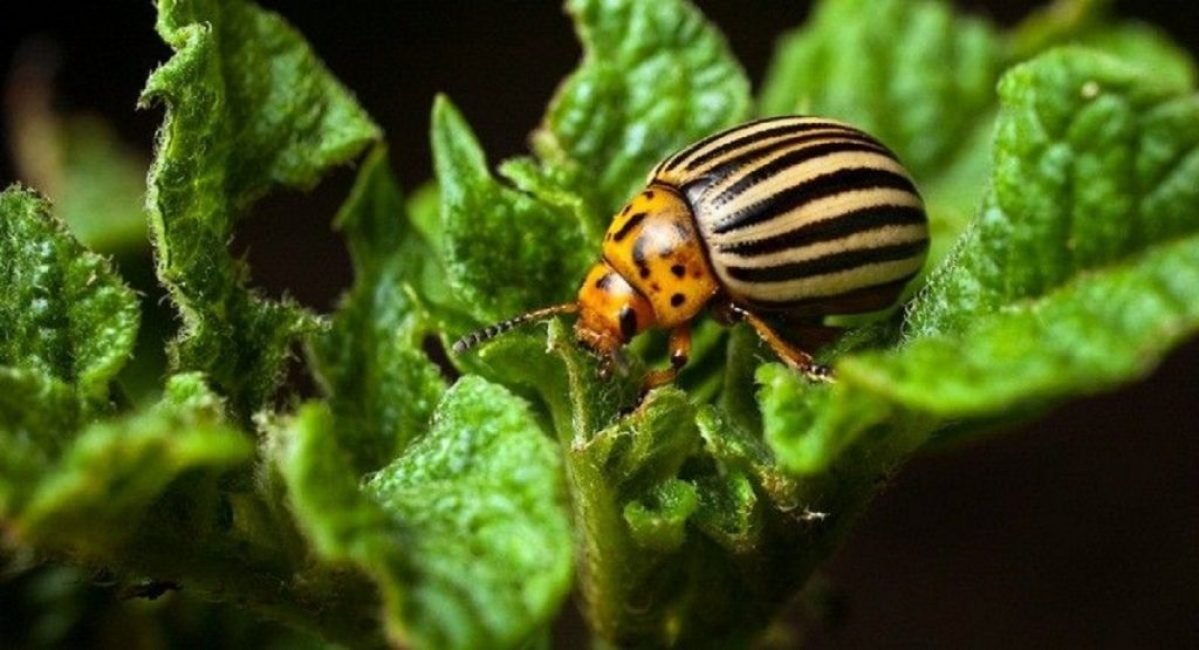 Le doryphore de la pomme de terre est le principal ravageur des cultures de solanacées.