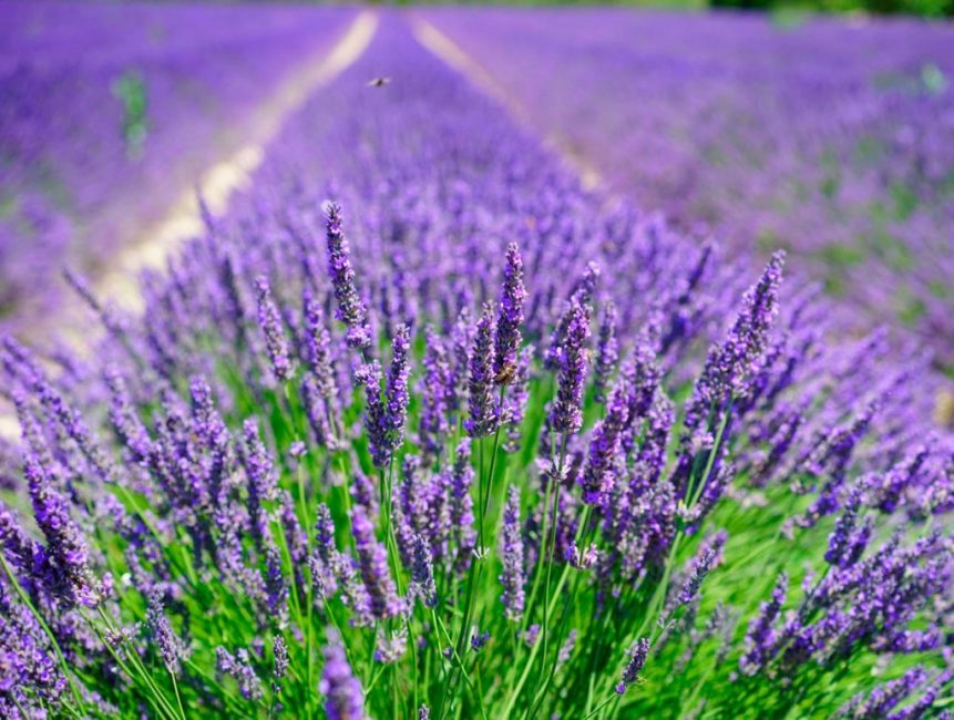 Lavande